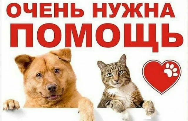 130 килограммов корма в помощь четвероногим обитателям