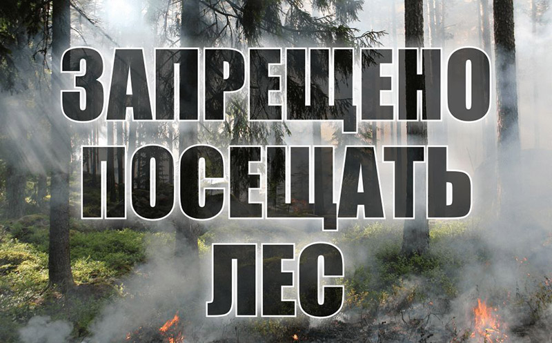 В Рогачевском районе ввели запрет на посещение лесов