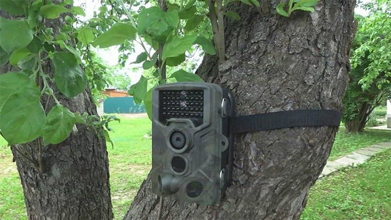 В Рогачевском районе с помощью фотоловушки снова пойман нарушитель природоохранного и лесного законодательства