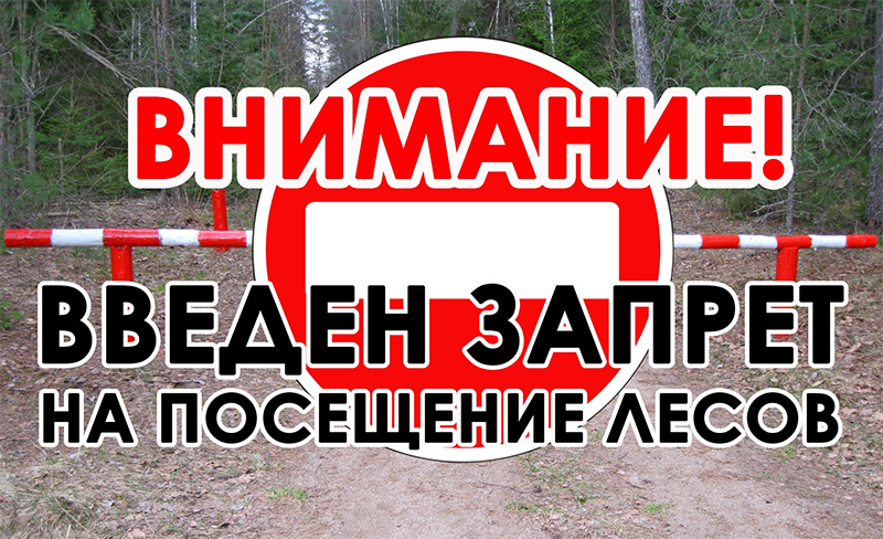В Рогачевском районе снова введено ограничение на посещение лесов