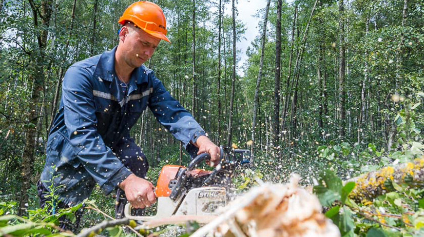 В Гомельском районе устраняют последствия разгула стихии на 200 га лесных массивов