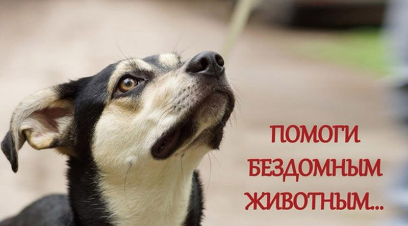 Сбор пожертвований для животных. Разбираем ключевые правовые аспекты их организации в Республике Беларусь