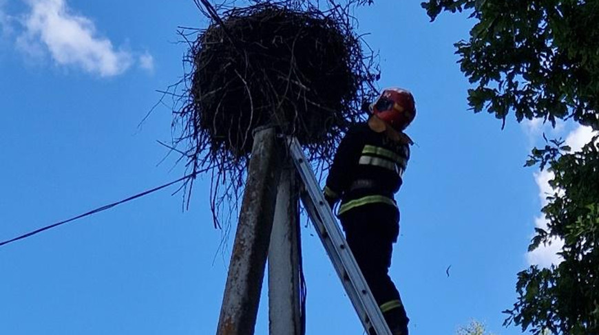 В Рогачевском районе спасатели помогли аисту, запутавшемуся в веревке