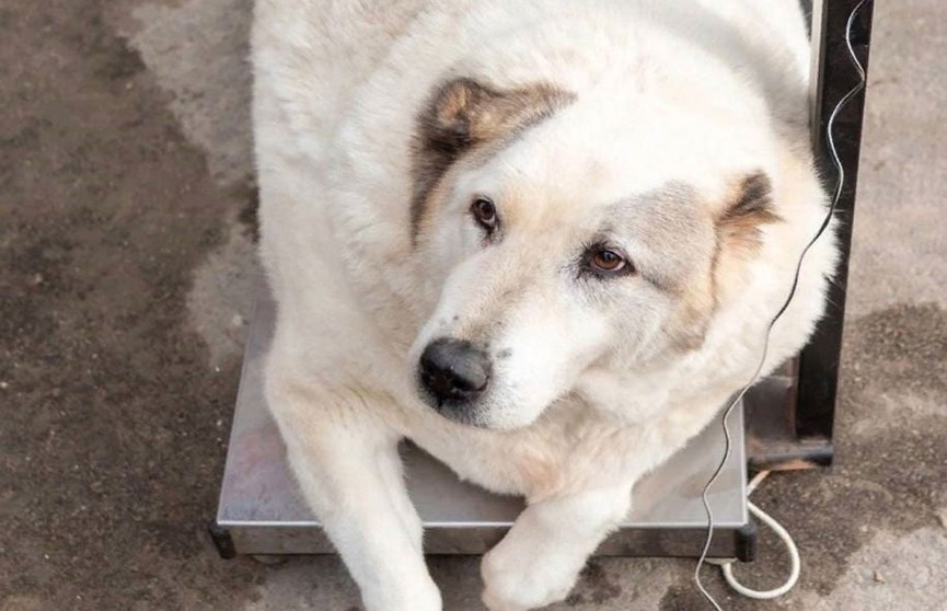 100-килограммового бездомного пса нашли в Нижнем Новгороде