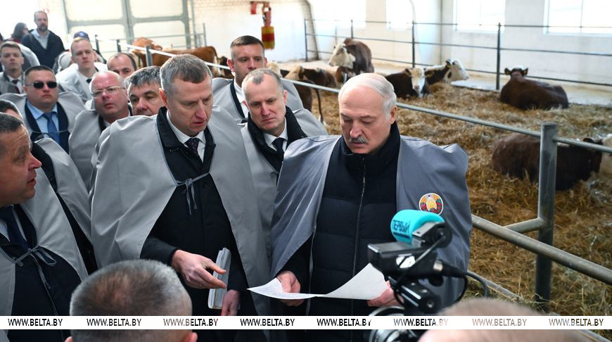 Белорусские животноводы нащупали "золотую жилу". Лукашенко изучил точки роста и поручил ускориться