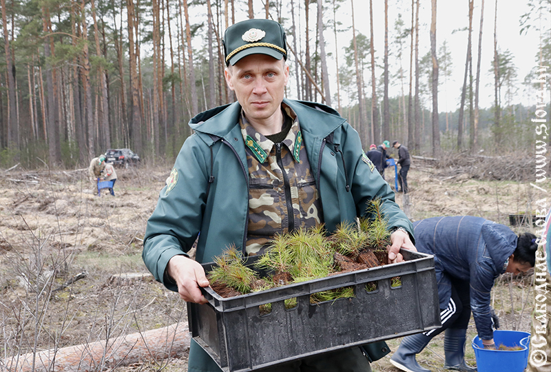 Посадить свое дерево – никогда не поздно: рогачевцы приняли участие в «Неделе леса»