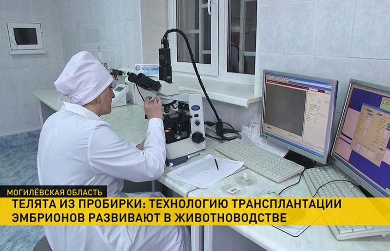 Телята из пробирки: технологию трансплантации эмбрионов развивают в животноводстве