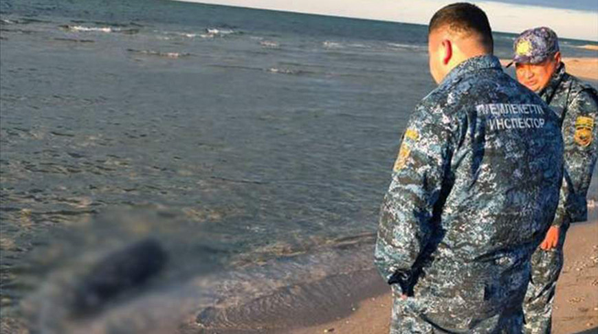 В Казахстане на берегу Каспийского моря экологи нашли 112 погибших тюленей