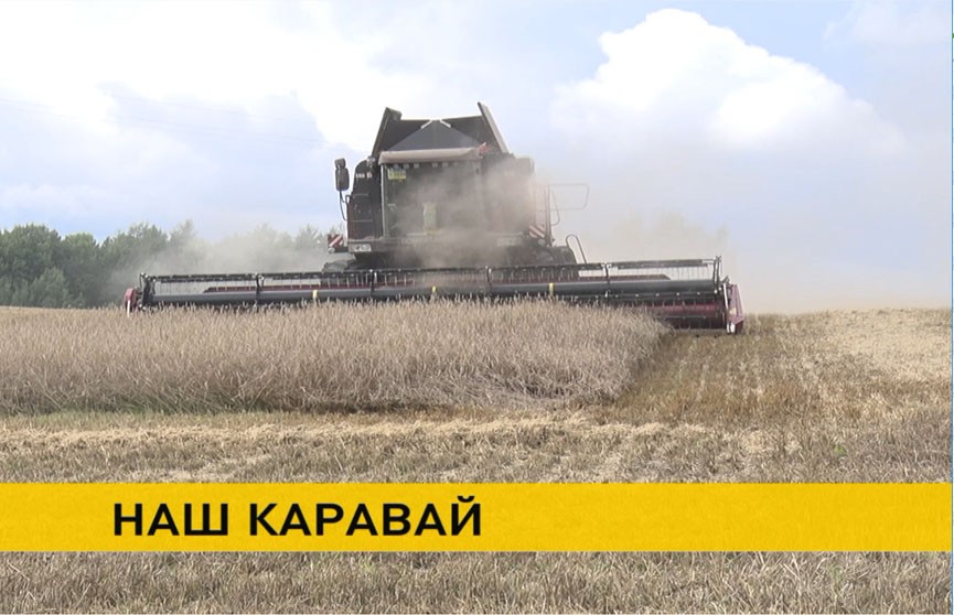 Уборочная-2024: Могилевщина и Гомельщина приближаются к финишу