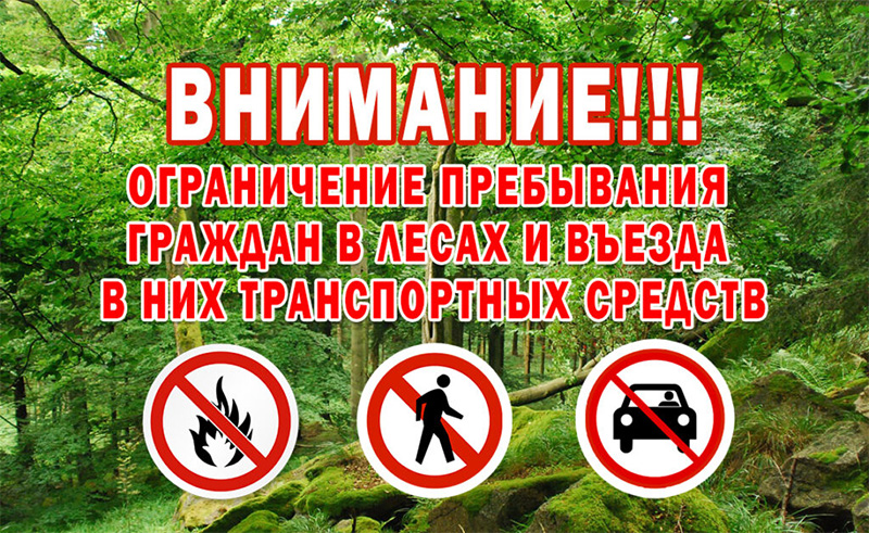 В Рогачевском районе действует ограничение на посещение лесов
