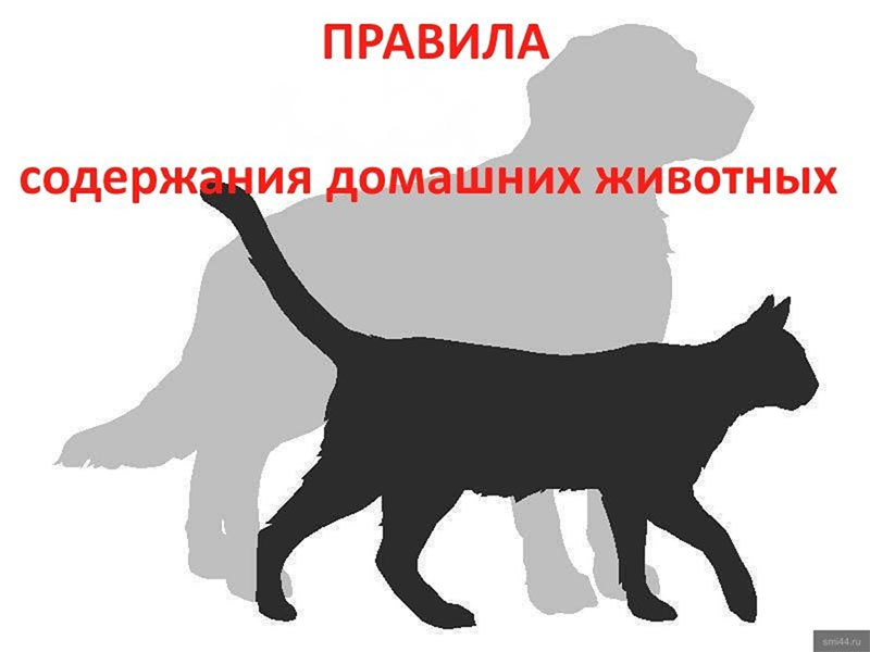 О порядке содержания домашних животных