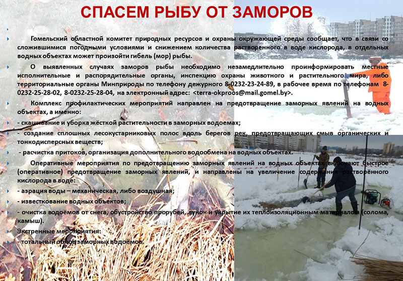 Предотвратить гибель рыбы на Рогачевщине