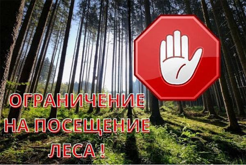 В Рогачевском районе посещение лесов ограничено